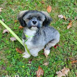 Stella - Lhasa Apso