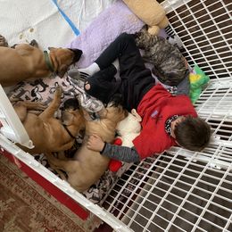 Great Dane Puppies from Paxton Great Danes