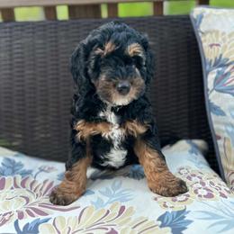 Rocky - Tri-color male Bernedoodle puppy in Statesville, North Carolina from Loves legacy Doodles
