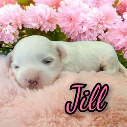 Jill - White female Maltese puppy in Belleville, Michigan from Michigan Maltese Puppies