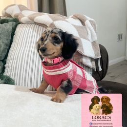 Cardi - Dachshund