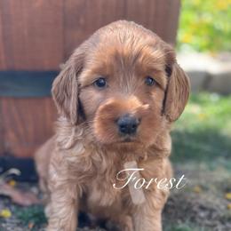 Forest - Apricot male Australian Labradoodle puppy in Riverside, California from Sycamore Canyon Labradoodle