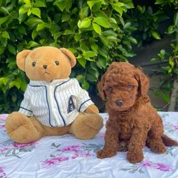 YELLOW - Red  male Goldendoodle puppy in Altadena, California from Dena Hills