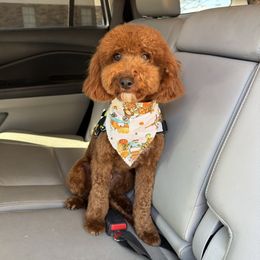 Tax - Cavapoo