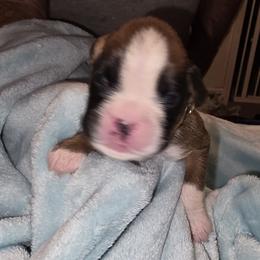 Yellow girl - Fawn female Boxer puppy in Titusville, Florida from Saskobox