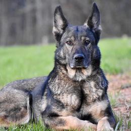 German Shepherds from Masky Kennel