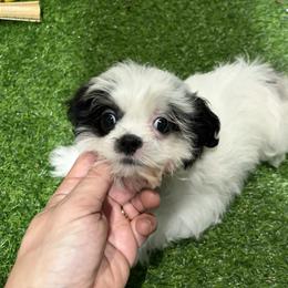 Belle - Black and white female Shih Tzu puppy in Bourne, Massachusetts from Shih Tzu Pups
