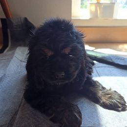 Pup 3 - Black and tan female Cocker Spaniel puppy in Renton, Washington from Cam’s Cockers