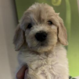 Pasley - Cream female Goldendoodle puppy in Tucson, Arizona from Cheryl's Goldendoodles