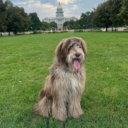 Cash - Labradoodle
