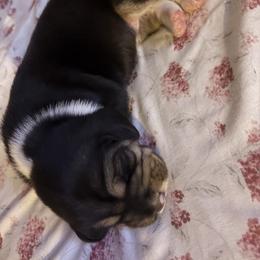 Girl 1 - Black fawn and white female Beagle puppy in Phoenix, Arizona from Trevillian Beagles