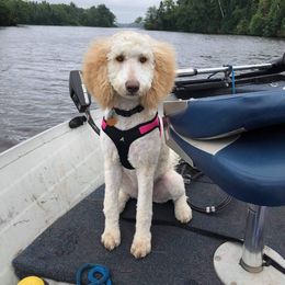 Poodle Puppies from Sharon’s Poodles