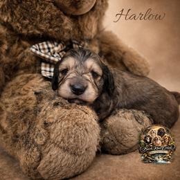 Harlow - Cream female Dachshund puppy in Greenfield, Ohio from Buck Run Creek Dachshunds
