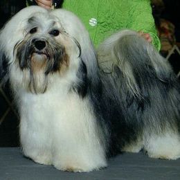 Havanese from Havanese By Wepraze