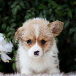 Boy 1 - Red male Pembroke Welsh Corgi puppy in Caliente, California from Rafter Cross 7