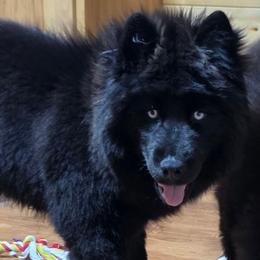 Ezekiel - Black male Siberian Husky puppy in East Tawas, Michigan from BurnsBerg's Woolies