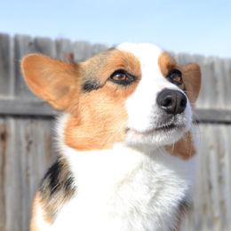 Peggy - Pembroke Welsh Corgi