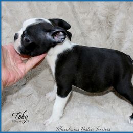 Boston Terrier Puppies from Rhondanas Boston Terriers