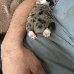 Miniature Australian Shepherd and Toy Australian Shepherd Puppies from Cherry Grove Kennel
