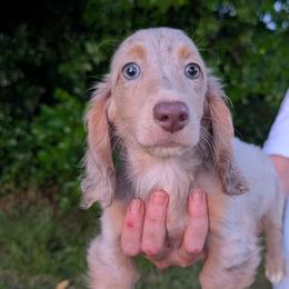 Smores PET ONLY - Dapple male Dachshund puppy in Unadilla, Georgia from The Hamsley Kennels of South Georgia