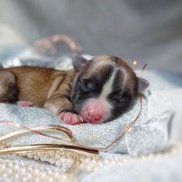 Companion Cross, Havanese, Mal-Shi, Maltese, Maltipoo, Morkie, and Shih Tzu Puppies from Seeking Shalom Acres Maltese, Maltipoos & Havamalts