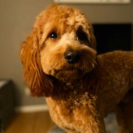 Chester - Goldendoodle