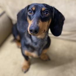 Rocco - Dachshund