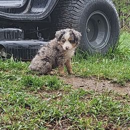 Toy Australian Shepherd Puppies from Badland's Toy Aussies