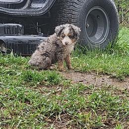 Toy Australian Shepherd Puppies from Badland's Toy Aussies
