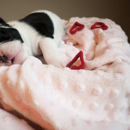 Bulldog Puppies from The Barking Lot