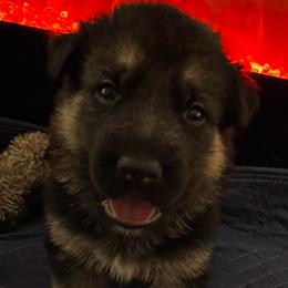 Winston - Black and red male German Shepherd puppy in Charlottesville, Virginia from AB_Elite_GSD