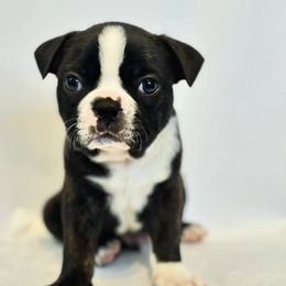 Boston Terrier Puppies from Drew Simmons