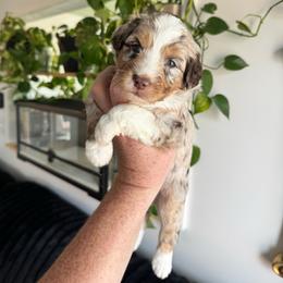 Whisper - Brown merle male Aussiedoodle puppy in Inman, South Carolina from Dark Corner Doodles