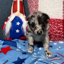 Breezie - Blue merle female Australian Shepherd puppy in Rose Hill, North Carolina from Motega Australian Shepherds