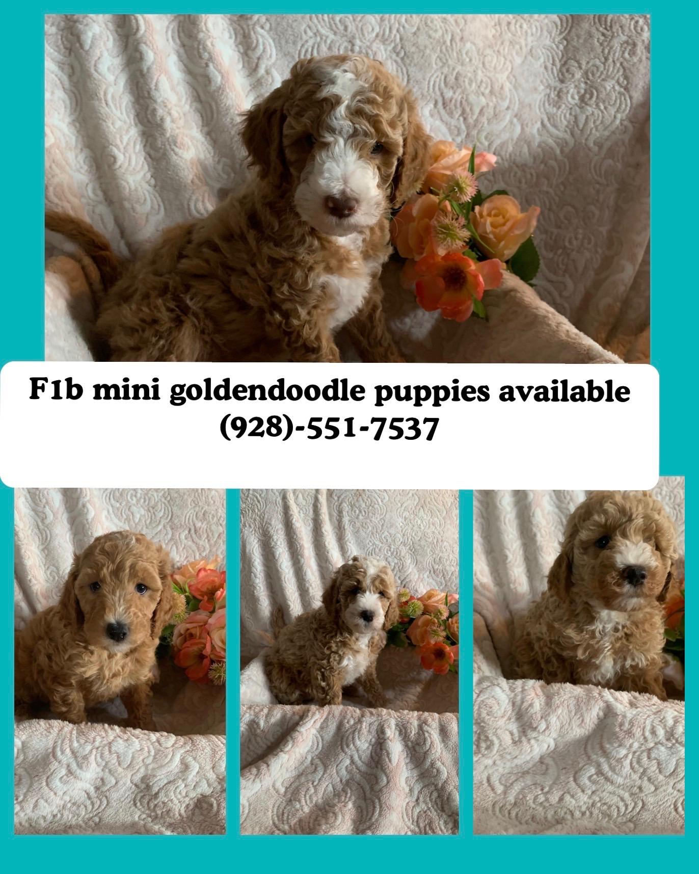 White Mountain Royal Doodles in Arizona | Goldendoodle and Poodle ...