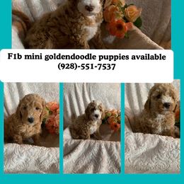 Goldendoodles and Poodles from White Mountain Royal Doodles