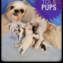 Toi - Shih Tzu