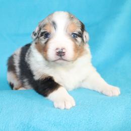 Dag - Blue merle male Australian Shepherd puppy in Colorado from Firestone Australian Shepherds