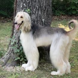 Sophie - Afghan Hound