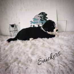 Boy 1 - Black and white male Cardigan Welsh Corgi puppy in Natchitoches. La, Louisiana from Bleu Bayou Corgis