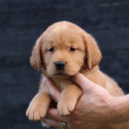 Strawberry Shortcake - Yellow female Labrador Retriever puppy in Morriston, Florida from Penny Lane Labradors