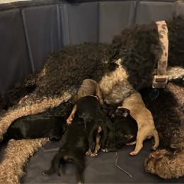 Brown Phantom Boy - Phantom male Poodle puppy in Jesup, Georgia from Altamaha Mud Poodles LLC.