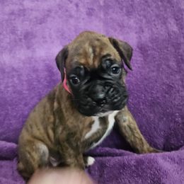 Boxer Puppies from Boxers R Us