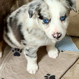 Muffin - Lilac merle female Border Collie puppy in Rickman, Tennessee from Roaring River Border Collies