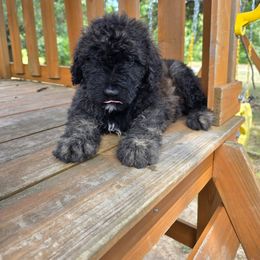 Sandy - Gray brindle female Bouvier des Flandres puppy in Buffalo, Missouri from Noble Bouviers
