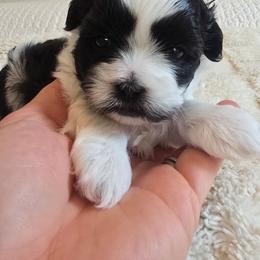 Myrtle - Black and white female Shihpoo puppy in Rural Retreat, Virginia from Kopydlowski's Shihpoo and Shichon pups