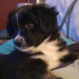 Katniss - Black tri female Miniature American Shepherd puppy in Vancouver, Washington from BonDrew's Miniature American Shepherds