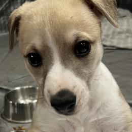 Whippet Puppies from Tigger’s Whippets