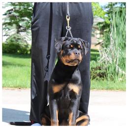 Rottweiler Puppies from Von Fields Rottweiler Kennels