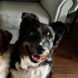 Maggie - Australian Shepherd